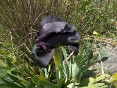 Iris atrofusca