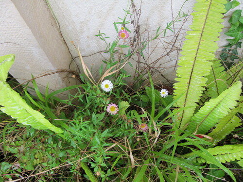 Nephrolepis cordifolia