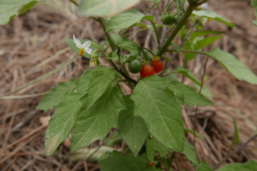 Solanum villosum iNat (3)