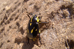 Rutela