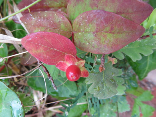 Hypericum calycinum