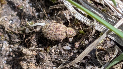 Strawberry Root Weevil photo 5
