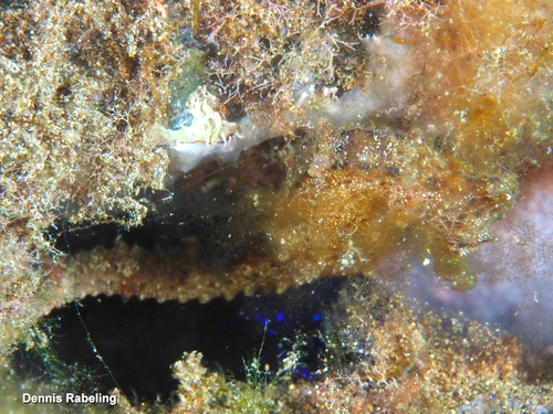 Hippocampus algiricus