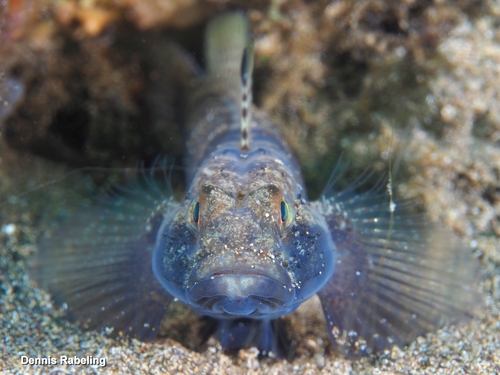 Gobius niger