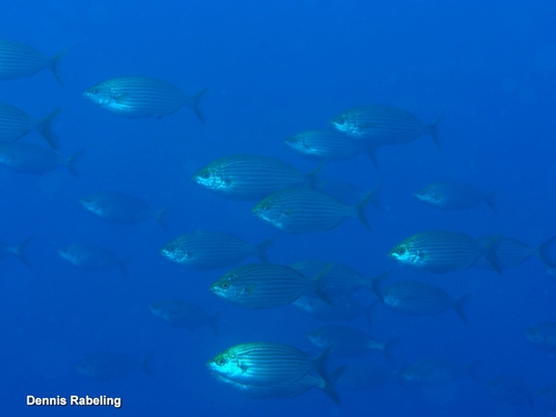 Sarpa salpa