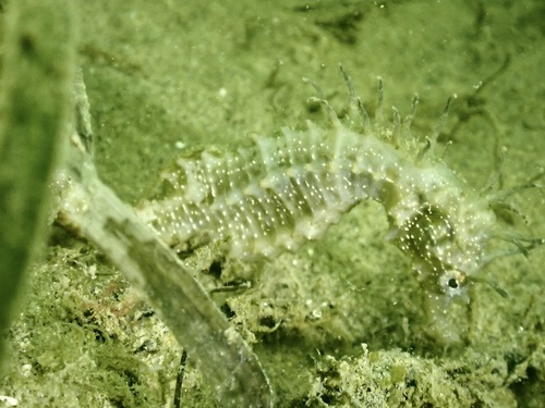Hippocampus guttulatus