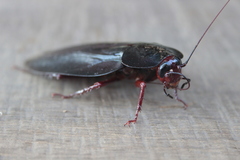 Megaloblatta blaberoides