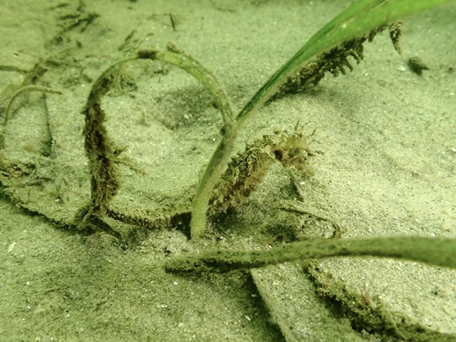 Hippocampus guttulatus
