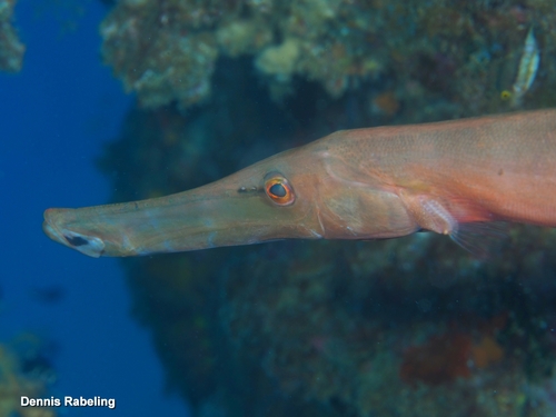 Aulostomus strigosus