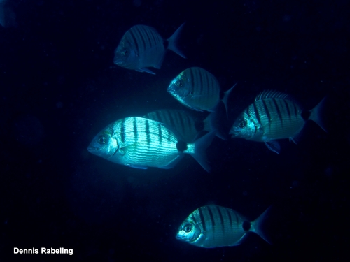 Diplodus cadenati