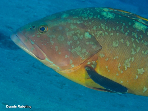 Epinephelus marginatus