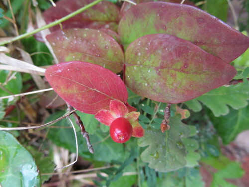 Millepertuis à grandes fleurs 3