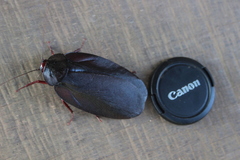 Megaloblatta blaberoides