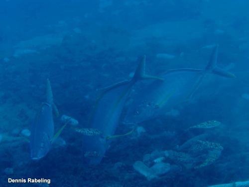 Pseudocaranx dentex