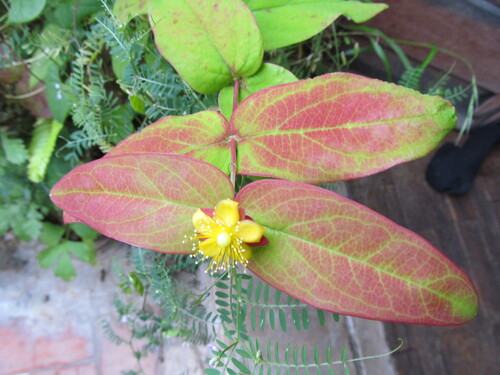Hypericum calycinum