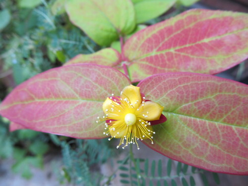 Millepertuis à grandes fleurs 4