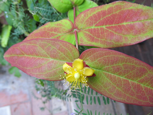 Hypericum calycinum