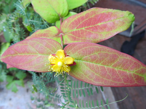 Hypericum calycinum