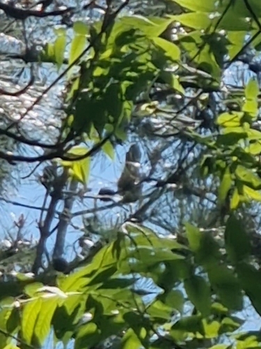 Oriental Cuckoo
