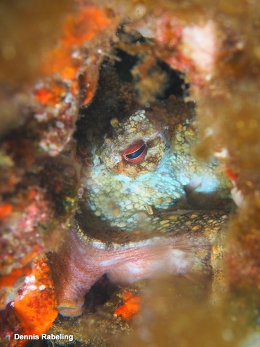 Octopus vulgaris