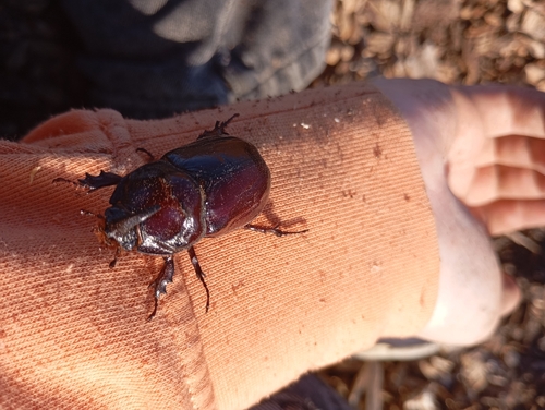 European Rhinoceros Beetle