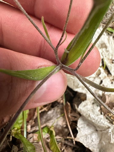 Gagea villosa, photograph 2
