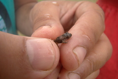 Pseudopaludicola falcipes