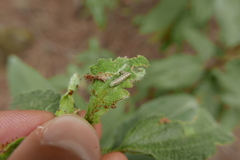 Acrobasis bithynella