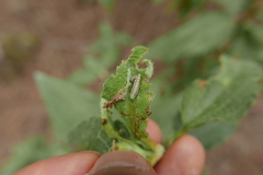 Acrobasis bithynella
