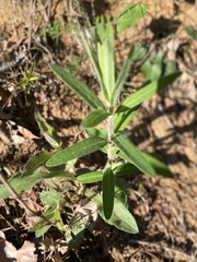 Euphorbia pubentissima