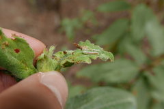 Acrobasis bithynella