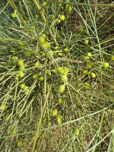 Retama monosperma, photograph 2