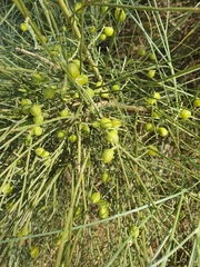 Retama monosperma, photograph author not stated, no rights reserved