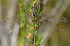 Chlorolestes conspicuus