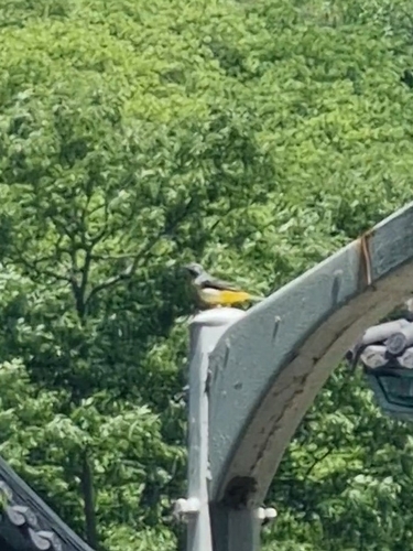 Grey Wagtail