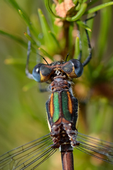 Chlorolestes conspicuus