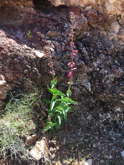 Penstemon bicolor roseus