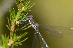 Chlorolestes conspicuus