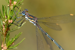 Chlorolestes conspicuus