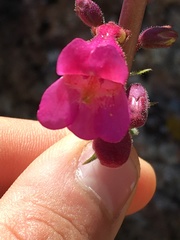 Penstemon bicolor roseus