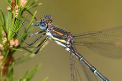 Chlorolestes conspicuus