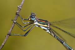 Chlorolestes conspicuus