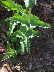 Penstemon bicolor roseus