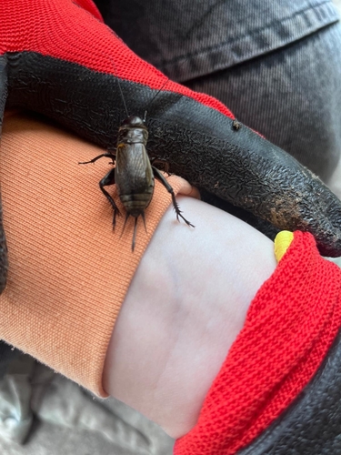 European Field Cricket
