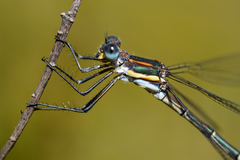 Chlorolestes conspicuus