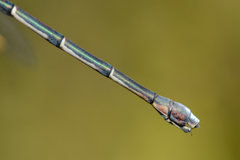 Chlorolestes conspicuus