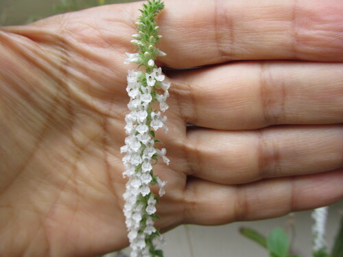 Anarrhinum duriminium, photograph 6