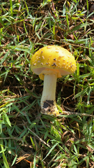 Amanita flavella