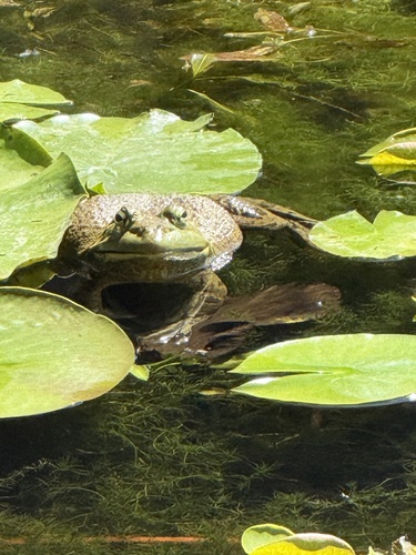Featured image for “American Bullfrog”