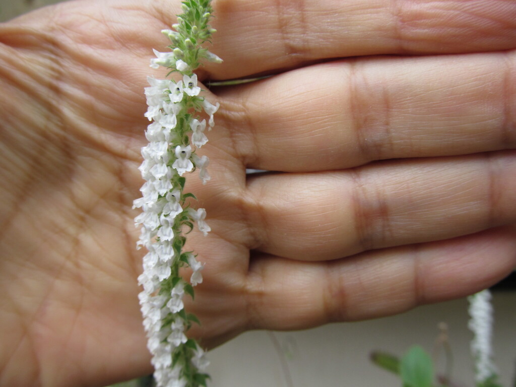 Anarrhinum duriminium; photograph (c) zebedeugalinha, some rights reserved (CC BY)